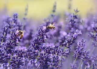 Bienen auf Lavender