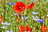 Blühende Wiese mit unterschiedlichsten Blumen auf der unter anderem Klatschmohn wächst