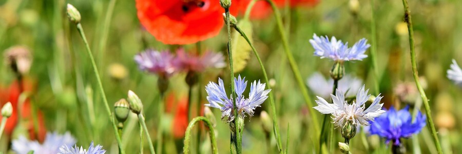 Blühende Wiese mit unterschiedlichsten Blumen auf der unter anderem Klatschmohn wächst
