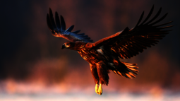 Seeadler fliegt durch die Luft