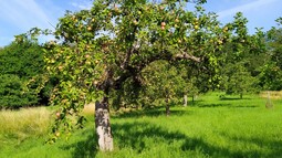 Früchte tragender Apfelbaum auf einer Streuobstwiese
