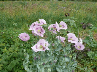Rosa Blüten des Schlafmohns wachsen auf einer Wiese