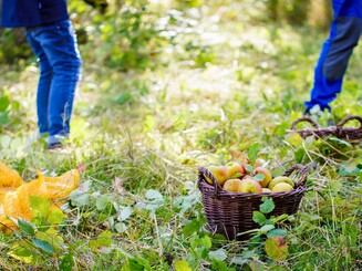 Korb mit Äpfeln stehen auf einer Streuobstwiese, dahinter stehen zwei Personen