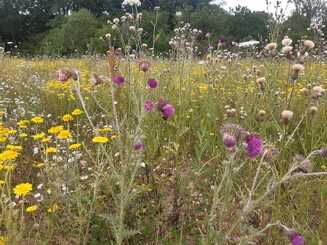 Verschiedene Wildblumen auf einer Ackerfläche