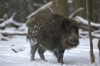Wildschwein Schnee
