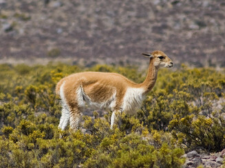 Vicuna in Bolivien