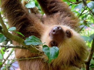 Faultier hängt kopfüber in Baum