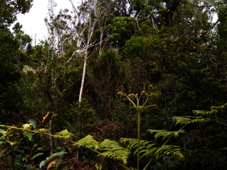 Dichter Hochlandregenwald mit verschiedensten Pflanzen in Ankafobe auf Madagaskar