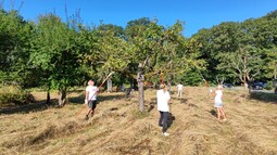 Mehrere Personen schneiden Totholz aus einem alten Streuobstbaum