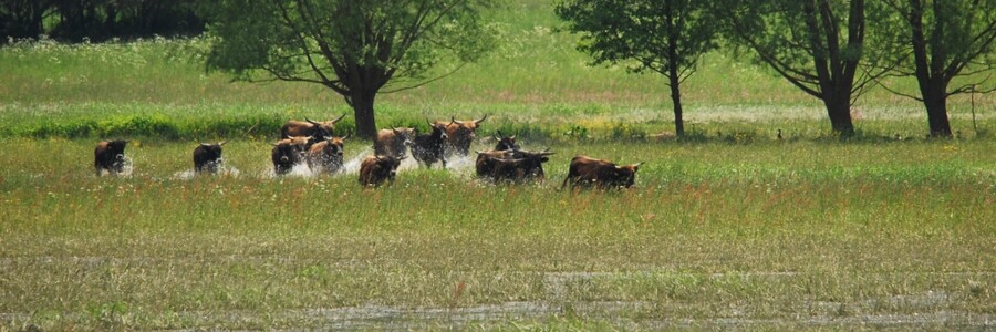 Taurusrinder auf Weide