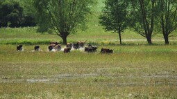 Taurusrinder auf Weide