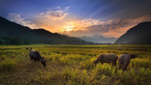 Buffalos auf Reisfeld