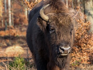 Wisent Bulle in Nahaufnahme