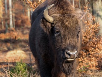 Wisent Bulle in Nahaufnahme