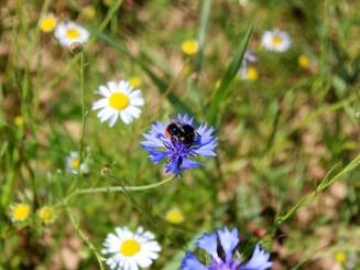 Eine Hummel auf einer blauen Kornblume