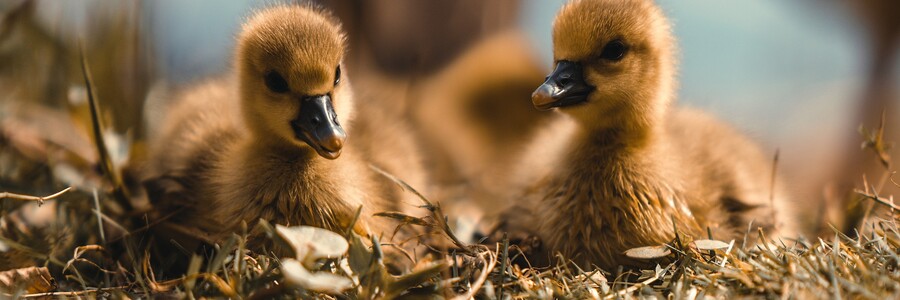 Zwei Graugans-Küken sitzen in Nest