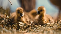 Zwei Graugans-Küken sitzen in Nest