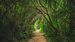 Grüner Weg Costa Rica