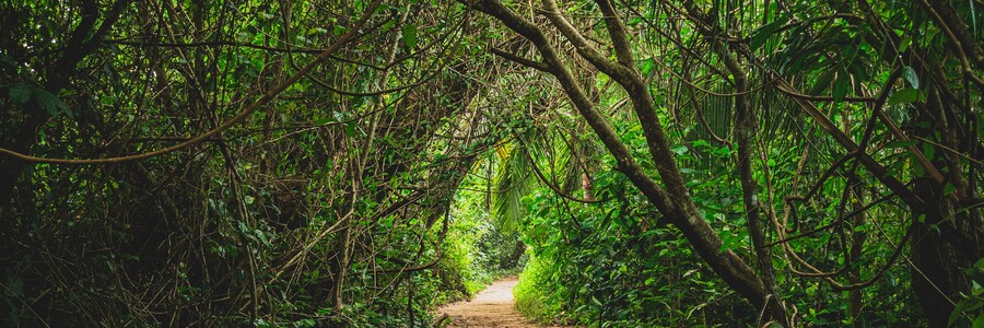 Grüner Weg Costa Rica
