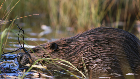 Biber im Wasser