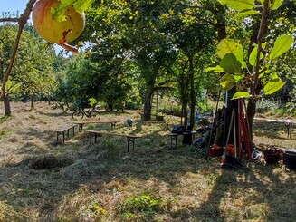 Reife Äpfel die geerntet werden