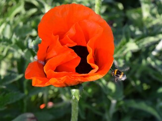 Hummel im Landeanflug auf eine Mohnblume