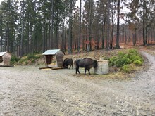 Wisente stehen vor Futterraufe in Wald