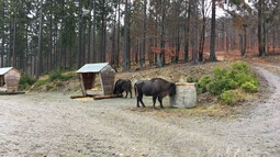 Wisente stehen vor Futterraufe in Wald