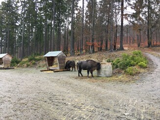 Wisente stehen vor Futterraufe in Wald