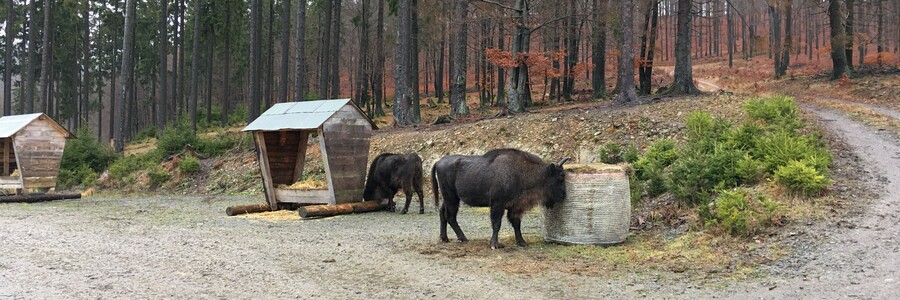 Wisente stehen vor Futterraufe in Wald