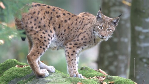 Luchs im Profil im Wald