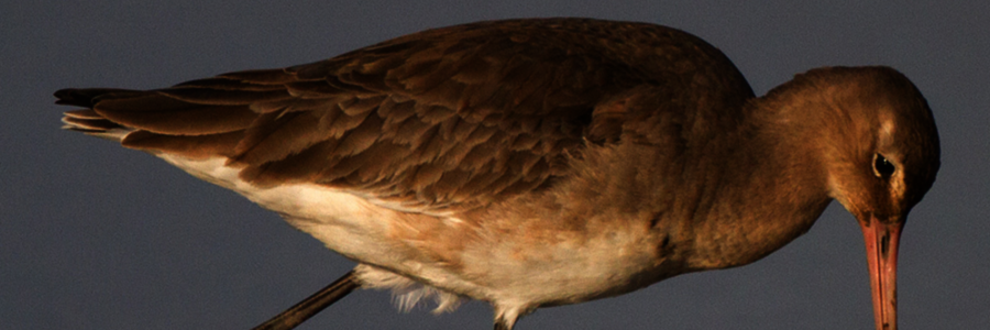 Vogel sticht mit seinem Schnabel in Schlamm 