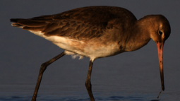 Vogel sticht mit seinem Schnabel in Schlamm 