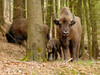 Wisente im Rothaargebirge