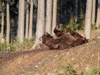 Wisent wälzt sich im Sand