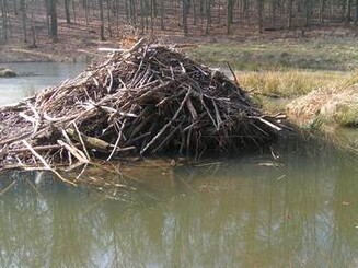 Aufgeschichtete Zweige einer Biberburg am Wasser
