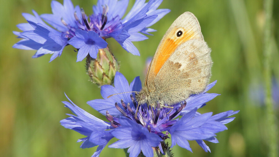 Schmetterling auf lila Blüte