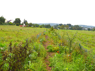Agroforst Reihe auf einem Acker circa ein halbes Jahr nach der Bepflanzung mit einer dichten Vegetation