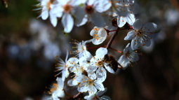 Eine Biene sitzt auf weißen Blüten eines Apfelbaums