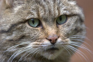 Wildkatze