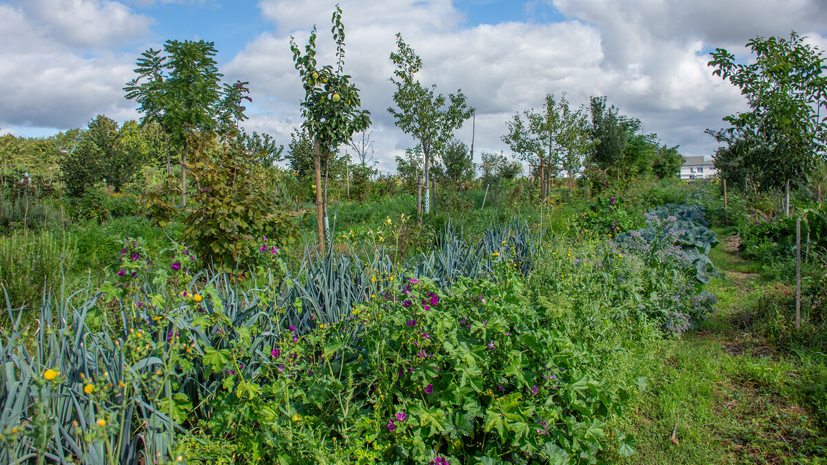 Pflanzenvielfalt mit Agroforstreihen auf dem Feld