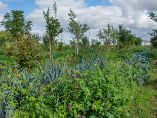 Pflanzenvielfalt mit Agroforstreihen auf dem Feld
