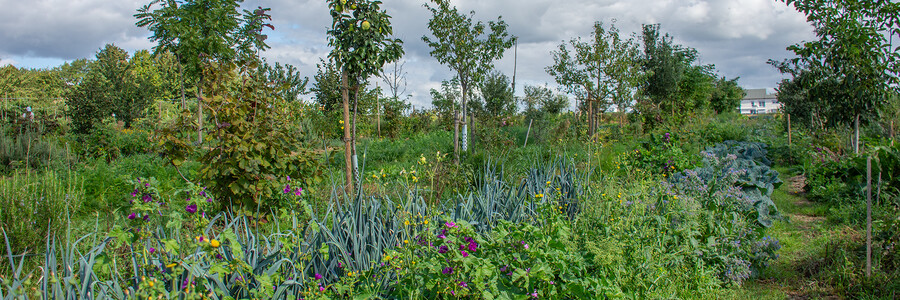 Pflanzenvielfalt mit Agroforstreihen auf dem Feld