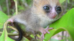 Baby eines Mausmakis sitzt auf einem Ast