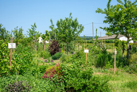Dynamischer Agroforst in Wiesbaden
