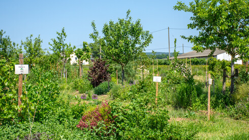 Dynamischer Agroforst in Wiesbaden