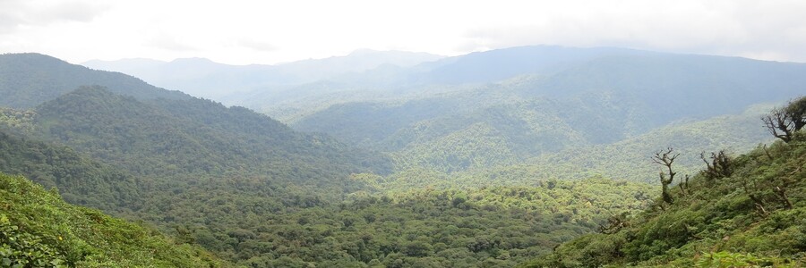 Dichter grüner Regenwald in Costa Rica