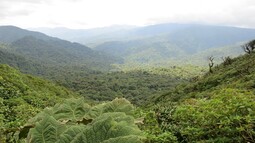 Dichter grüner Regenwald in Costa Rica
