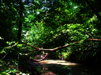 Fluss fließt durch dicht bewachsenen Wald im Corocovado Nationalpark in Costa Rica