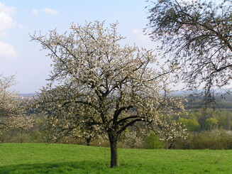 Obstbaum mit weißen Blüten steht auf Streuobstwiese